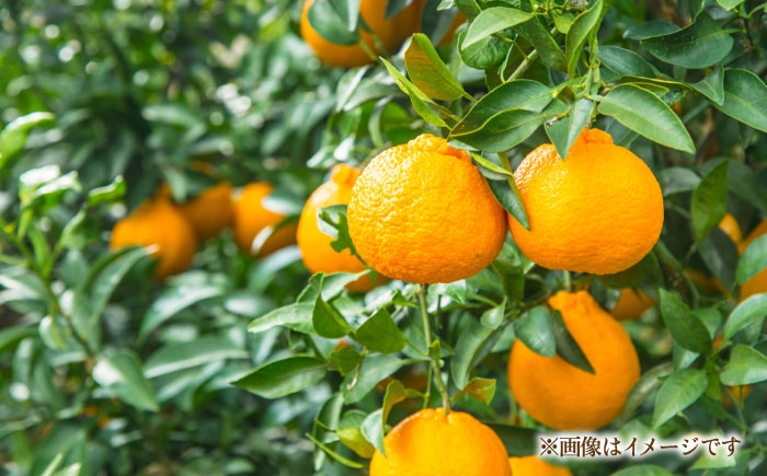 【先行予約】不知火 約5kg 柑橘 蜜柑 みかん フルーツ 【日本フルーツ株式会社】 [ZFJ002]