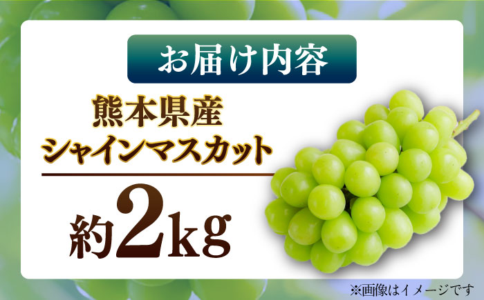【先行予約】シャインマスカット 約2kg マスカット ブドウ 葡萄 フルーツ 果物 【日本フルーツ株式会社】 [ZFJ010]