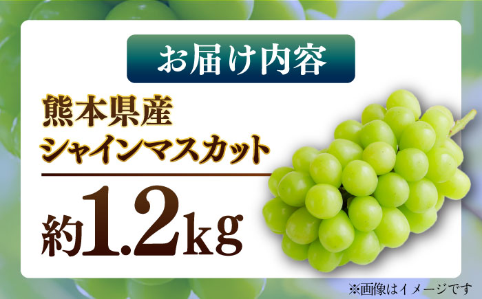 【先行予約】シャインマスカット 約1.2kg マスカット 葡萄 ぶどう フルーツ 果物【日本フルーツ株式会社】 [ZFJ019]