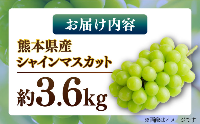 【先行予約】【数量限定】 シャインマスカット 約3.6kg マスカット 葡萄 ぶどう 熊本 フルーツ 野菜 果物 【日本フルーツ株式会社】 [ZFJ042]