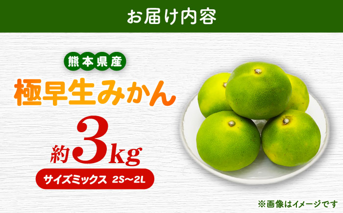 【先行予約】 極早生みかん 2S-2L 約3kg みかん 蜜柑 柑橘 フルーツ 果物 【日本フルーツ株式会社】 [ZFJ053]