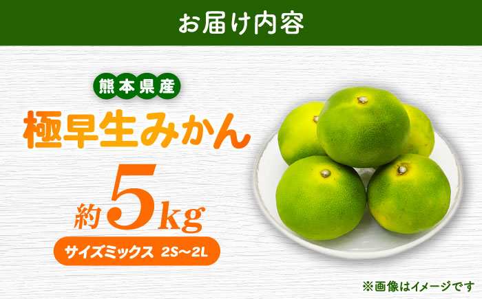 【先行予約】 極早生みかん 2S-2L 約5kg みかん 蜜柑 柑橘 フルーツ 果物 【日本フルーツ株式会社】 [ZFJ054]
