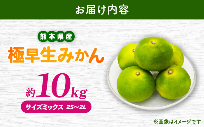 【先行予約】 極早生みかん 2S-2L 約10kg みかん 蜜柑 柑橘 フルーツ 果物 【日本フルーツ株式会社】 [ZFJ055]