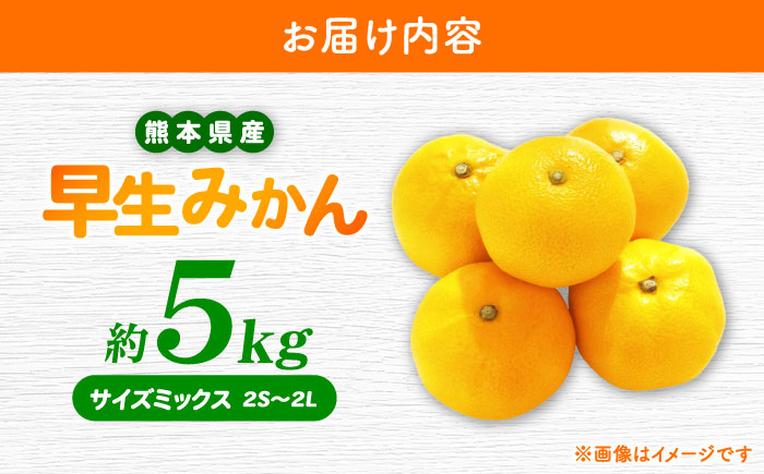【先行予約】 早生みかん 2S-2L 約5kg みかん 蜜柑 柑橘 フルーツ 果物 【日本フルーツ株式会社】 [ZFJ057]