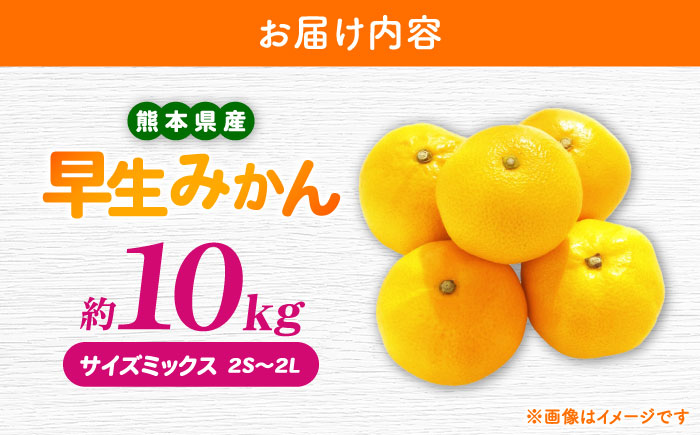 【先行予約】 早生みかん 2S-2L 約10kg みかん 蜜柑 柑橘 フルーツ 果物 【日本フルーツ株式会社】 [ZFJ058]