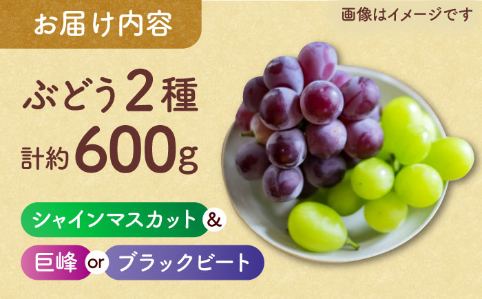 【訳あり】こば農園 種なし ぶどう 2種食べ比べセット 計約600g （ シャインマスカット & 巨峰 or ブラックビート）【合同会社 こば農園】 [ZFO004]