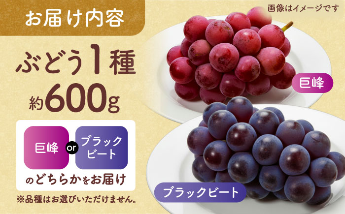 【先行予約】【訳あり】 こば農園 人気の黒ぶどう（巨峰 or ブラックビート）約600g 【合同会社 こば農園】 [ZFO007]