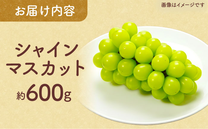 【先行予約】【訳あり】 こば農園 こだわりのシャインマスカット 約600g 【合同会社 こば農園】 [ZFO008]