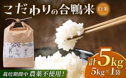 〈令和7年度新米〉 合鴨米 5kg 【あいがもん倶楽部】 新米 令和7年産 [ZAR026]