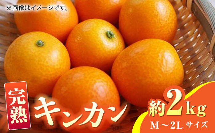 【先行予約】完熟 キンカン 約2kg Ｍ~2Lサイズ【くまふる】 [ZBG013]