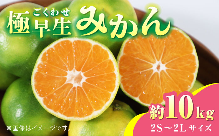 【先行予約】極早生みかん 約10kg　2S～2Lサイズ　【くまふる】 [ZBG054]