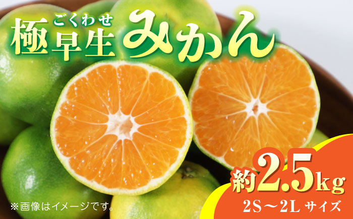 【先行予約】極早生みかん 約2.5kg　2S～2Lサイズ　【くまふる】 [ZBG056]