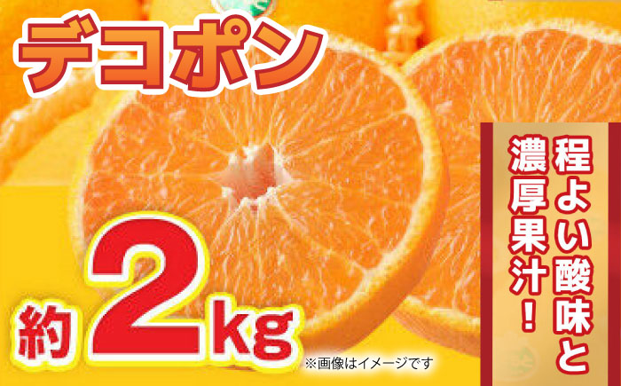 【先行予約】デコポン 約2kg 6玉～8玉 【くまふる】 [ZBG060]