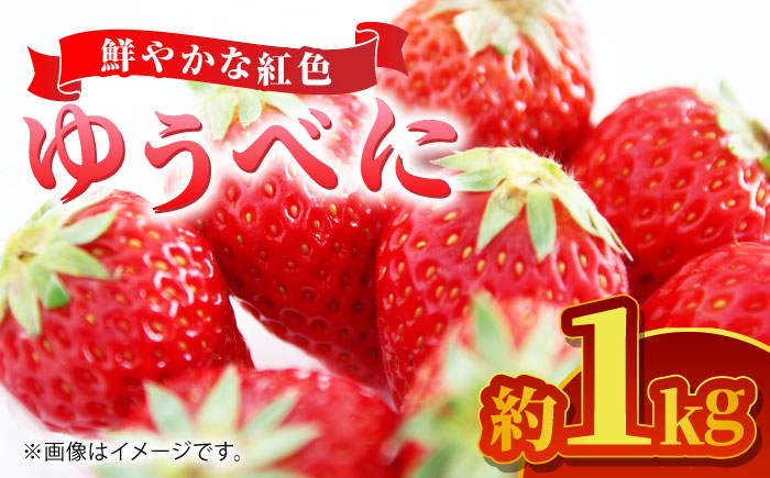 【先行予約】ゆうべに 約１kg【くまふる】 [ZBG063]