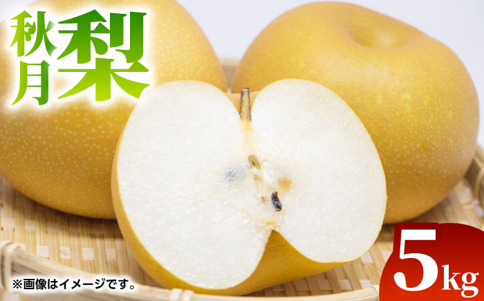 【先行予約】秋月 梨 約5kg（9～18玉）【くまふる】 [ZBG068]