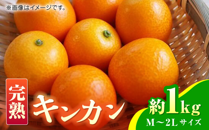 【先行予約】完熟 キンカン 約1kg 【くまふる】 [ZBG079]