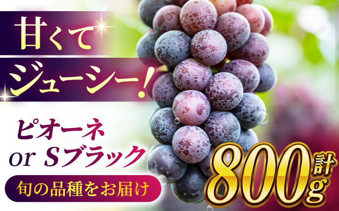【2026年発送先行予約】ピオーネ or Sブラック 800g（2房）【合同会社 社方園】 [ZBZ002]