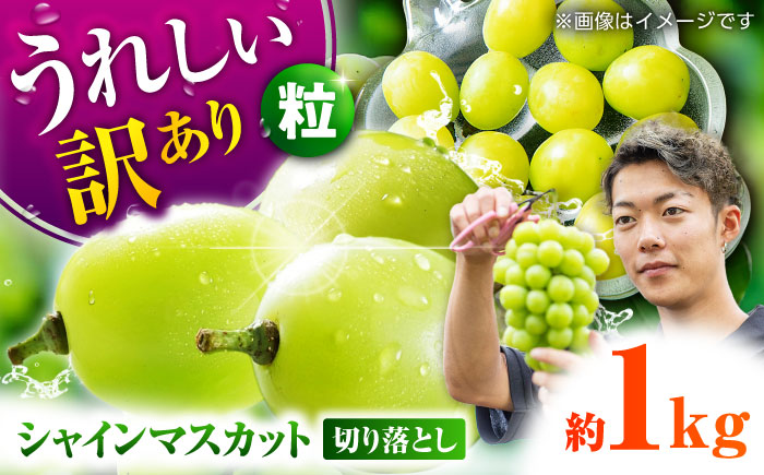 【先行予約】 訳あり シャインマスカット 切り落とし 約1kg  【合同会社 社方園】 シャインマスカット 切り落とし 家庭用 ぶどう 熊本 [ZBZ006]