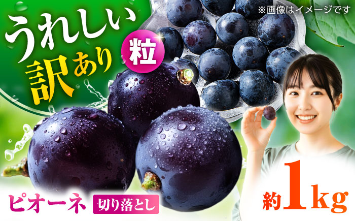 【先行予約】 訳あり ピオーネ ぶどう 切り落とし 約1kg  【合同会社 社方園】  訳あり ぶどう フルーツ 果物 ブドウ  [ZBZ007]