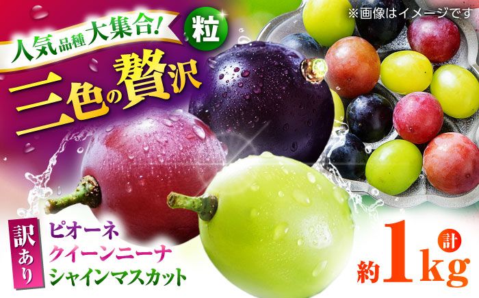 【先行予約】 訳あり ぶどう3種 食べ比べ 切り落とし 計約1kg  【合同会社 社方園】  ぶどう 詰め合わせ 熊本 訳あり 3種 セット 食べ比べ [ZBZ009]
