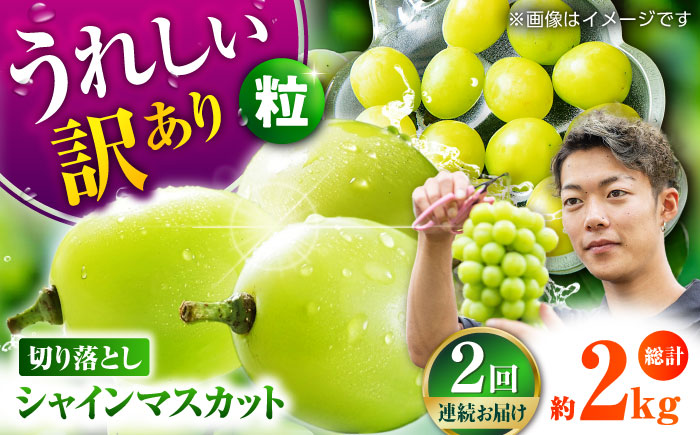 【先行予約】【2回定期便】訳あり シャインマスカット 切り落とし 約1kg  【合同会社 社方園】 定期 ぶどう 果物 訳あり 熊本 [ZBZ010]