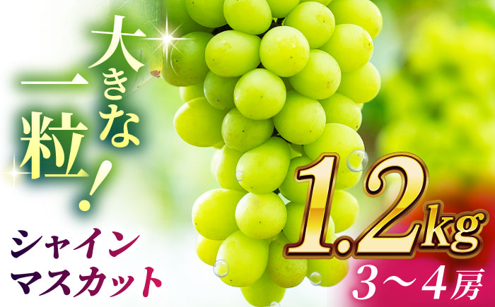 【2026年発送先行予約】 シャインマスカット 1.2kg(3～4房)【合同会社 社方園】 [ZBZ012]