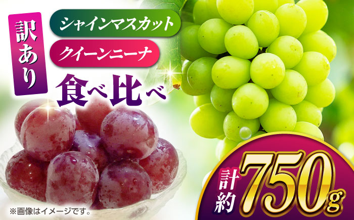 【2026年発送先行予約】【訳あり】食べ比べセット 約750ｇ（シャインマスカット 1房 & クイーンニーナ 切り落とし 約300g）【合同会社 社方園】 [ZBZ024]