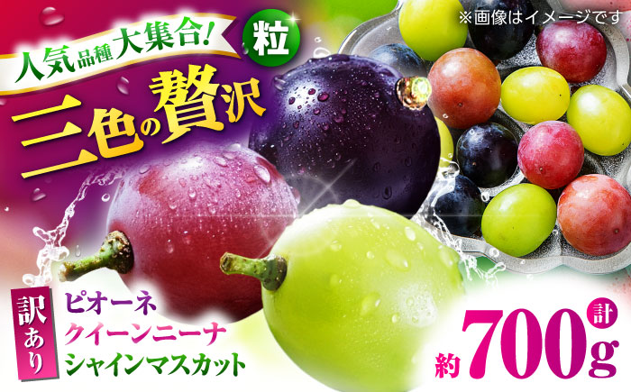 【先行予約】 訳あり ぶどう3種 食べ比べ 切り落とし 計約700g  【合同会社 社方園】 [ZBZ040]