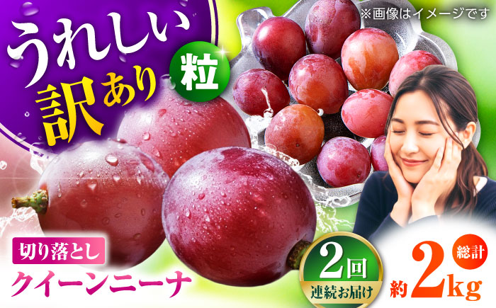 【2026年発送先行予約】【2回定期便】　訳あり クイーンニーナ ぶどう 切り落とし 約1kg  【合同会社 社方園】 [ZBZ045]