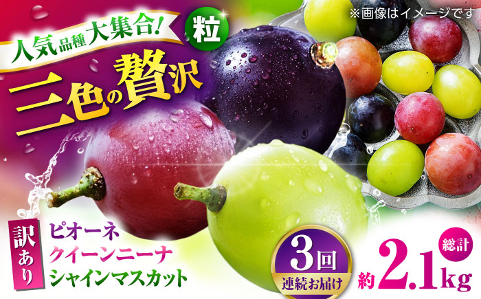 【先行予約】【3回定期便】 訳あり 毎月違うぶどうをお届け！ ぶどう3種 食べ比べ 切り落とし 約700g 【合同会社 社方園】 [ZBZ048]