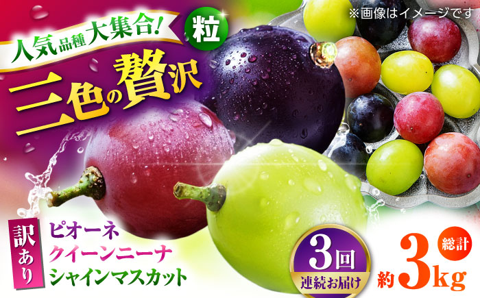 【先行予約】【3回定期便】 訳あり 毎月違うぶどうをお届け！ ぶどう3種 食べ比べ 切り落とし 約1kg  【合同会社 社方園】 [ZBZ049]