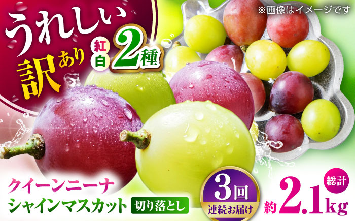 【先行予約】【3回定期便】 訳あり 毎月1種類ずつお届け！ 紅白ぶどう2種 食べ比べ 切り落とし 約700g  【合同会社 社方園】 [ZBZ050]