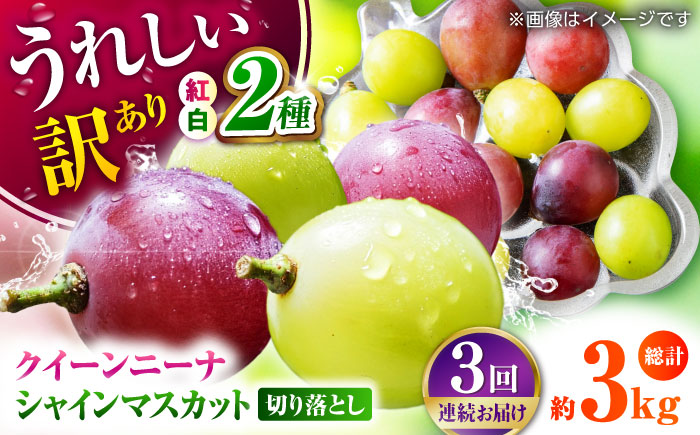 【先行予約】【3回定期便】 訳あり 毎月1種類ずつお届け！ 紅白ぶどう2種 食べ比べ 切り落とし 約1kg  【合同会社 社方園】 [ZBZ051]