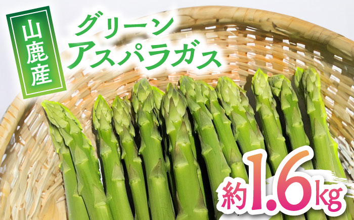 【先行予約】グリーン アスパラガス 約 1.6kg【中川 誠一】 [ZDM001]