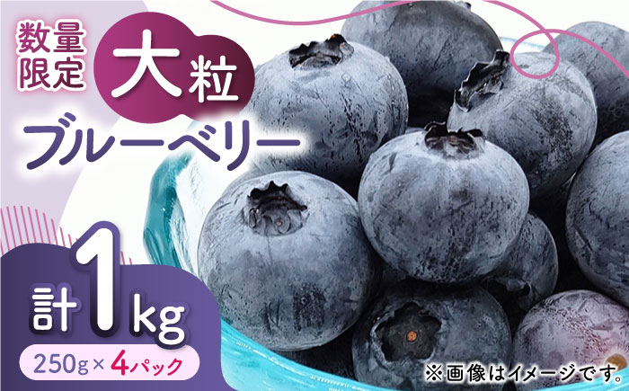 【先行予約】大粒 ブルーベリー 約1000g（約250g×4pc） 【すみれファーム】 [ZEP002]