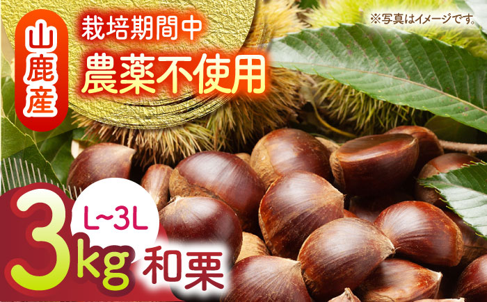 【先行予約】 和栗 約3kg（約1kg×3袋） L～3L 【すみれファーム】 [ZEP063]