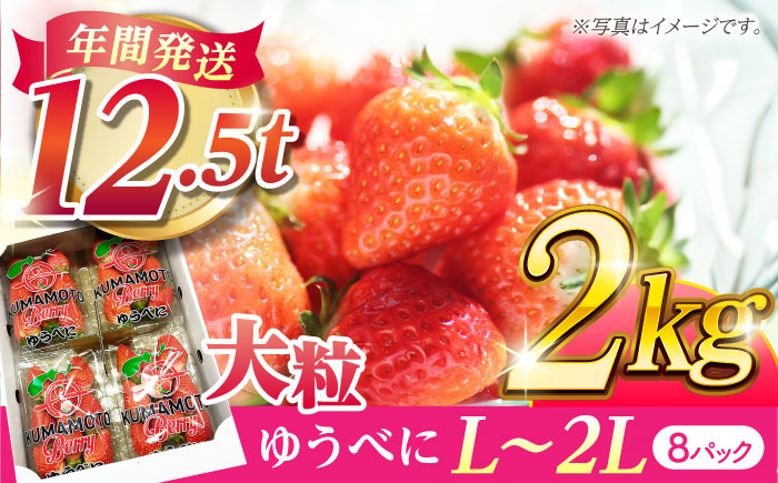 大粒いちご L～2L ゆうべに 2kg（計8pc）【熊本ベリー】フルーツ 果物 くだもの いちご イチゴ 苺 ゆうべに 大粒いちご 国産  [ZER002]