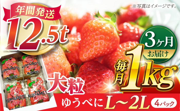 【先行予約】【3回定期便】大粒いちご L～2L ゆうべに 1kg（計4pc）【熊本ベリー】フルーツ 果物 くだもの いちご イチゴ 苺 ゆうべに 大粒いちご 国産 熊本県産 九州産  [ZER004]