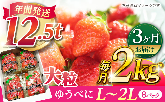 【先行予約】【3回定期便】大粒いちご L～2L ゆうべに 2kg（8pc）【熊本ベリー】 フルーツ 果物 くだもの いちご イチゴ 苺 ゆうべに 大粒いちご 国産 熊本県産 九州産  [ZER005]