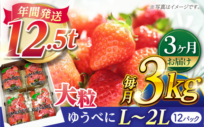 【先行予約】【3回定期便】大粒いちご L～2L ゆうべに 3kg（12pc）【熊本ベリー】 熊本 くまもと いちご イチゴ 苺 ゆうべに 大粒いちご  [ZER006]