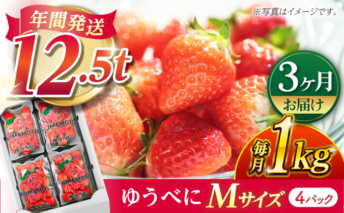 【先行予約】【3回定期便】いちご Mサイズ ゆうべに 1kg（4pc）【熊本ベリー】 いちご イチゴ 苺 ゆうべに 大粒いちご  [ZER010]