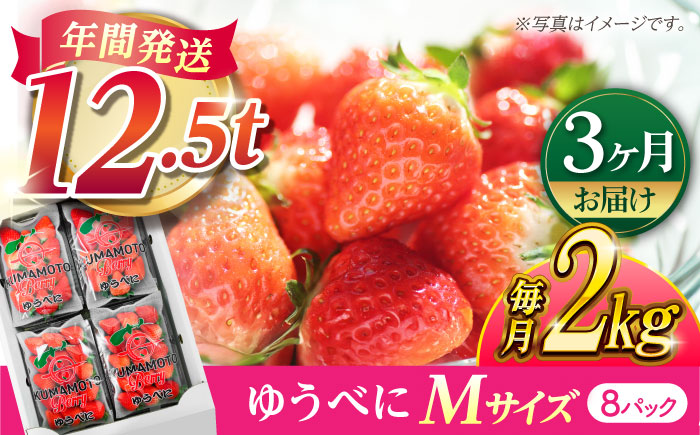 【先行予約】【3回定期便】いちご Mサイズ ゆうべに 2kg（8pc）【熊本ベリー】 いちご イチゴ 苺 ゆうべに 大粒いちご  [ZER011]