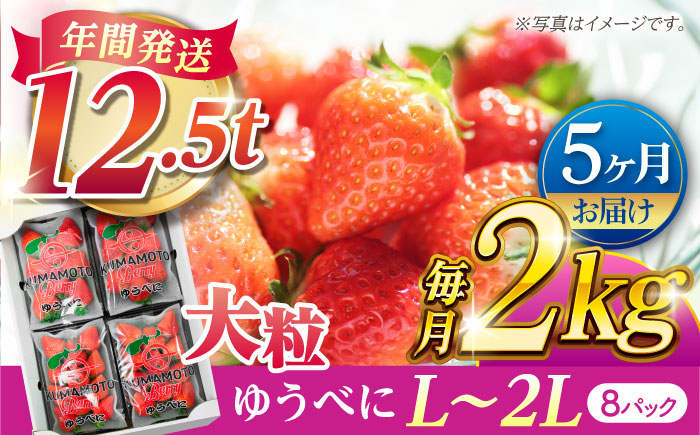 【先行予約】【5回定期便】大粒いちご L～2L ゆうべに 2kg（8pc）【熊本ベリー】 [ZER017]