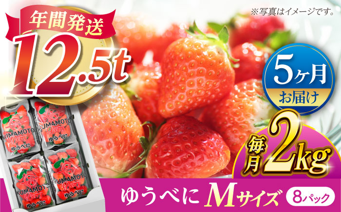 【先行予約】【5回定期便】いちご Mサイズ ゆうべに 2kg（8pc）【熊本ベリー】 [ZER020]