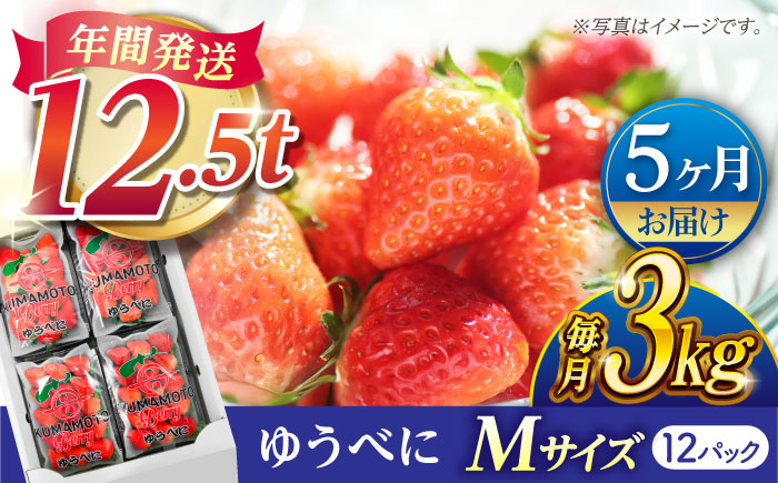 【先行予約】【5回定期便】いちご Mサイズ ゆうべに 3kg（12pc）【熊本ベリー】 [ZER021]