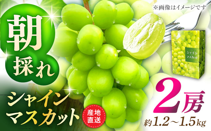 【先行予約】シャインマスカット 2房（約1.2～1.5kg）【城 果樹園】 [ZFD001]