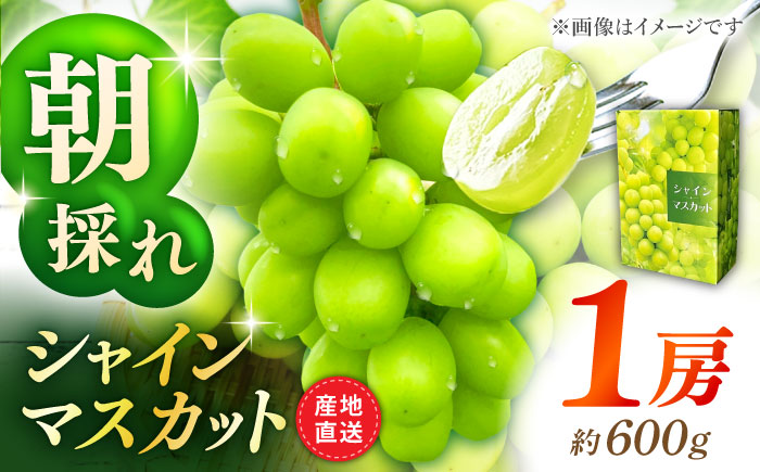 【先行予約】シャインマスカット 1房（約600g）【城 果樹園】 [ZFD002]