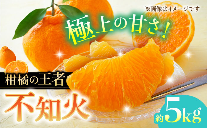 【先行予約】不知火 約5kg 柑橘 蜜柑 みかん フルーツ 【日本フルーツ株式会社】 [ZFJ002]