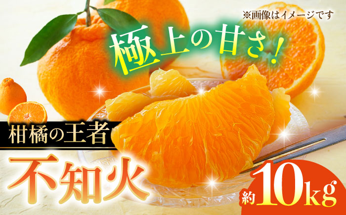 【先行予約】不知火 約10kg 柑橘 蜜柑 みかん フルーツ 【日本フルーツ株式会社】 [ZFJ003]