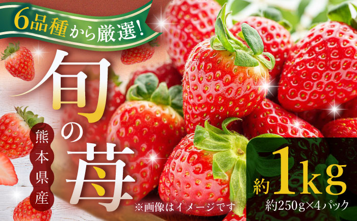 【先行予約】熊本県産いちご 約１kg（250g×4pc） イチゴ フルーツ 果物 熊本県産 熊本【日本フルーツ株式会社】 [ZFJ009]